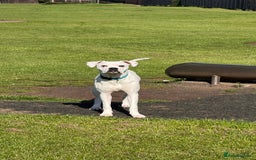 Mixed Breed dogs for sale: Mixed breed for rehoming - Advert 4