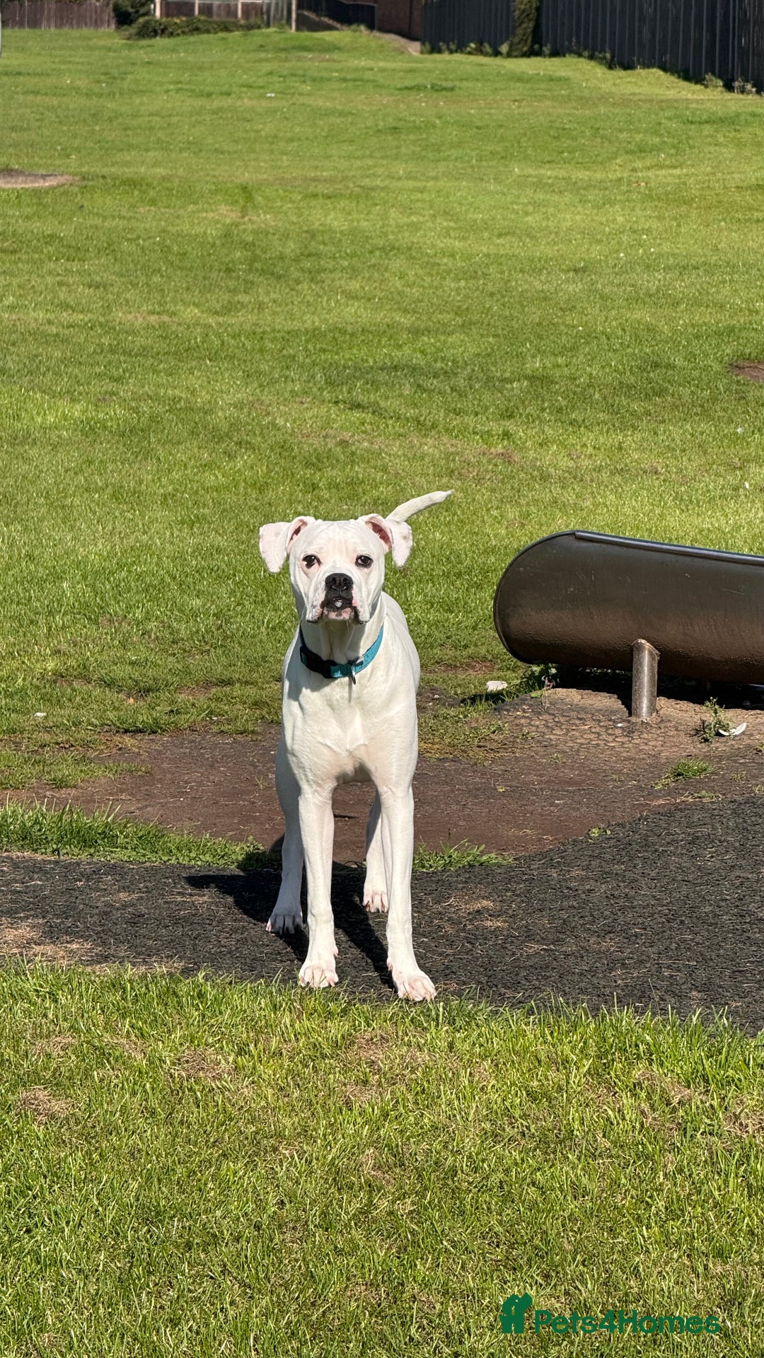 Mixed Breed dogs for sale: Mixed breed for rehoming - Advert 4