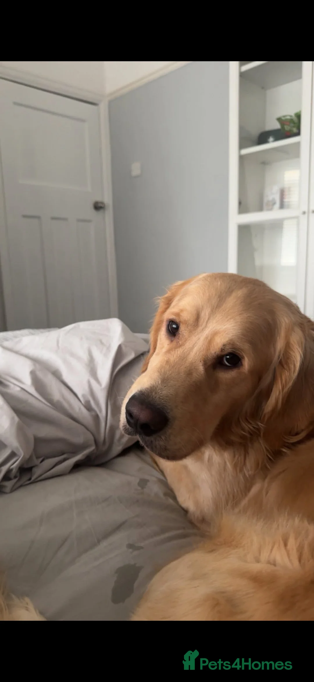 Golden Retriever dogs for sale: Bailey  - Advert 1