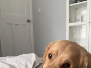 Golden Retriever dogs Bailey - Advert 11