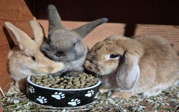 Mini Lop rabbits for sale: ❤️🐰READY NOW! 2 Baby Mini Lop Rabbits Boy & Girl - Image 1