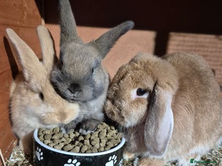 Mini Lop rabbits for sale - Advert 1