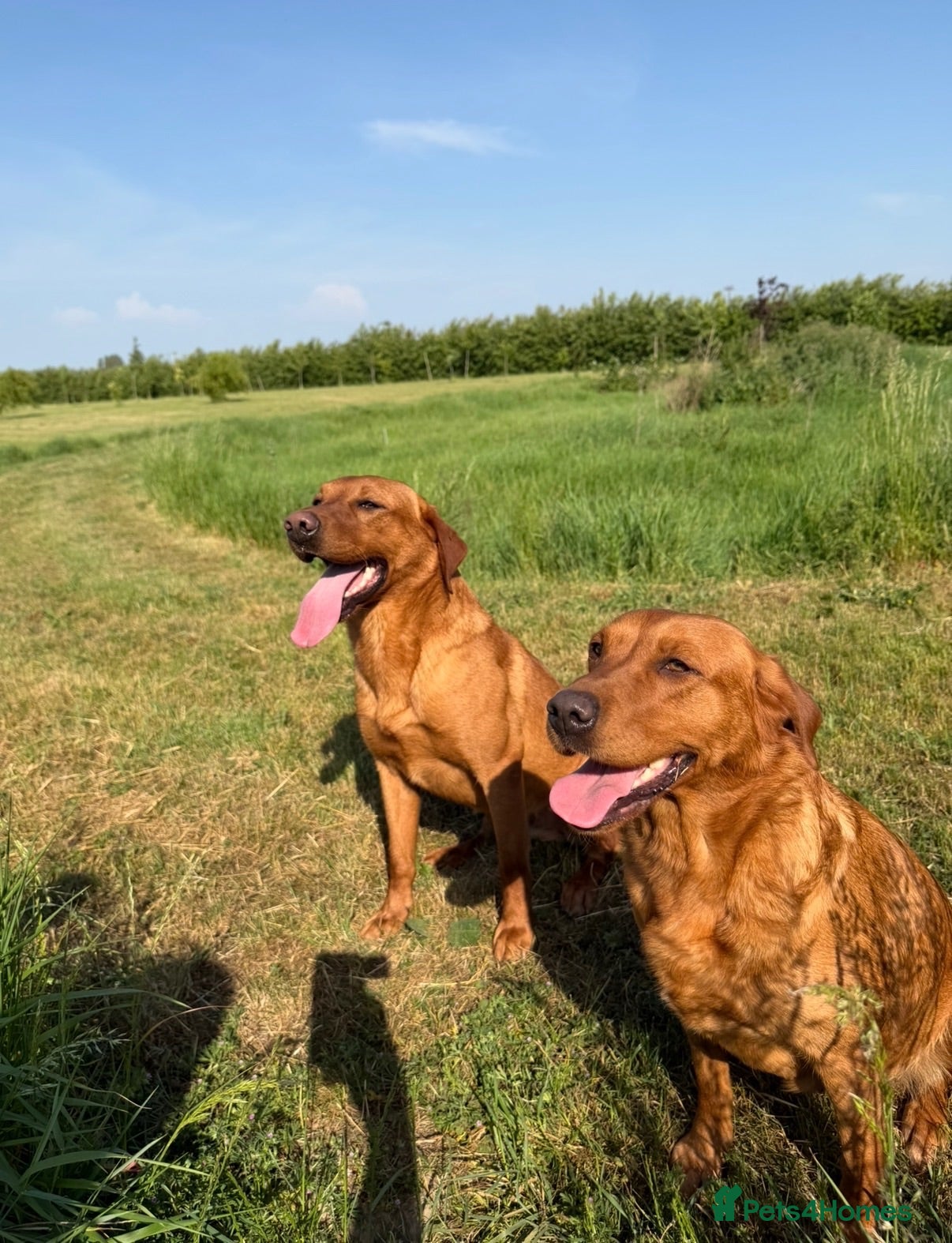 Labrador Retriever dogs KC WORKING FOX RED PUPPIE’S - Advert 1