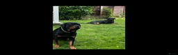 Rottweiler dogs for stud: KC registered Rottweiler Stud  - Advert 4