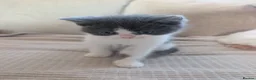 Mixed Breed cats for sale: 2 beautiful grey and white girls for sale  - Advert 4