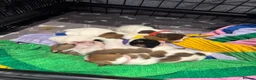 Jack Russell dogs for sale: 5 Jack Russell Puppies for Sale - Advert 7