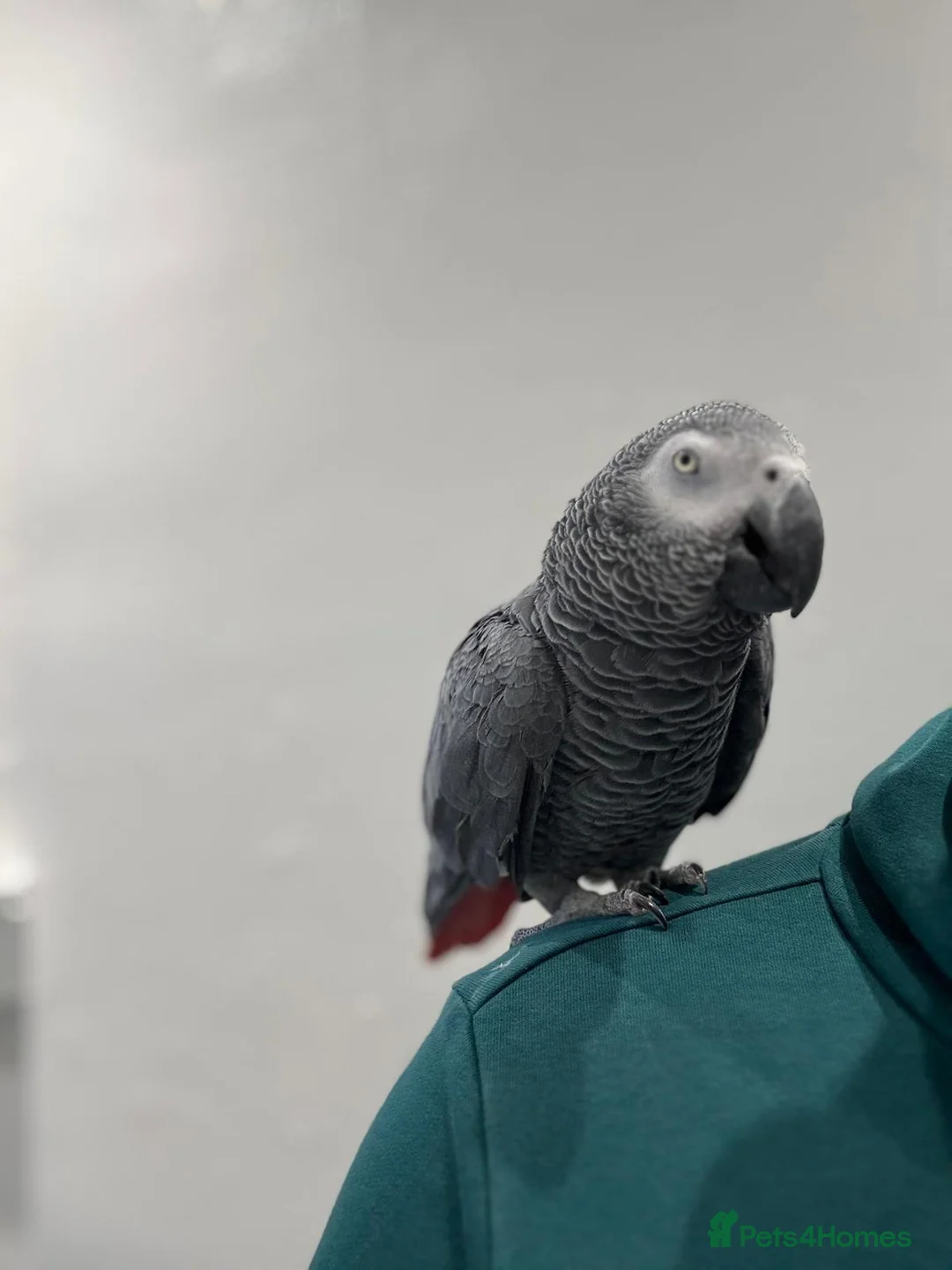 Parrots birds for sale: African Grey Parrot - Advert 2