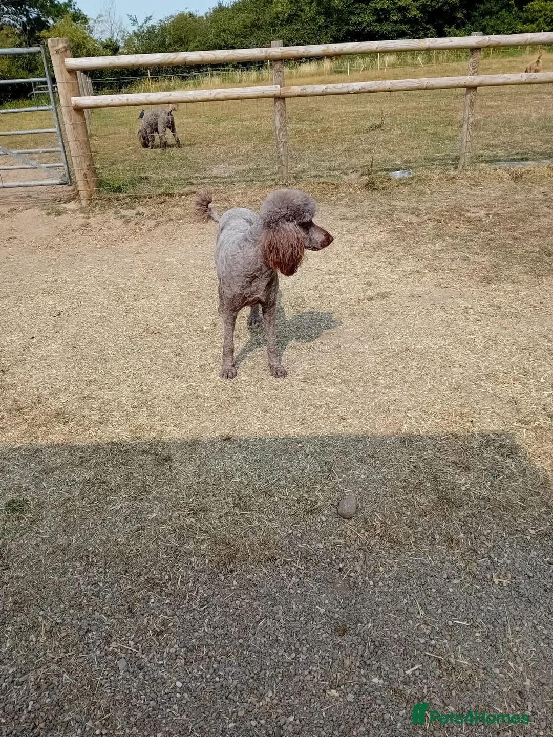 Standard Poodle dogs for sale: Last female Moyen Poodle puppy ready now - Advert 5