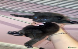 Mixed Breed cats for sale: kittens for sale - Image 6