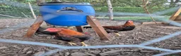 Chickens poultry for sale: LF Welsummer Cockerels  - Advert 4