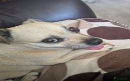 Jug dogs for sale: Sophie is looking for a calm home - Image 6