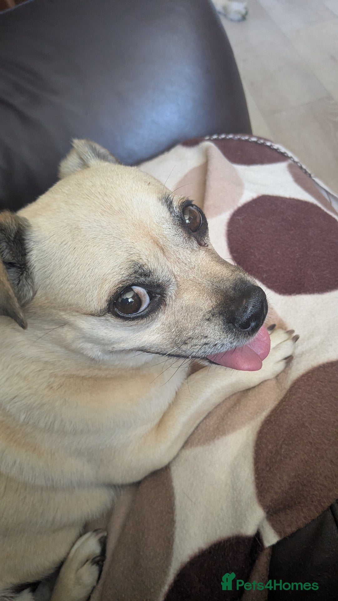 Jug dogs for sale: Sophie is looking for a calm home - Image 6