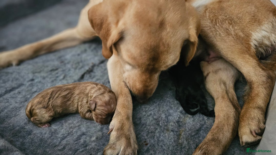 Labrador Retriever dogs for sale: KC Labrador Puppies – Ready 23rd August 🐾 - Image 20