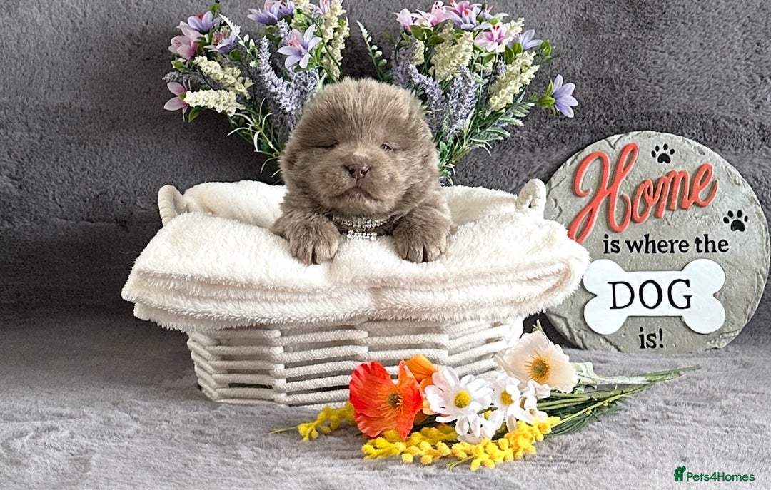 Chow Chow dogs for sale: Exotic colour Pure chow chow puppies for sale  - Image 11