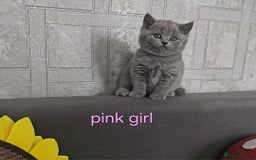 British Shorthair cats for sale: British Shorthair (last girl left) - Image 5