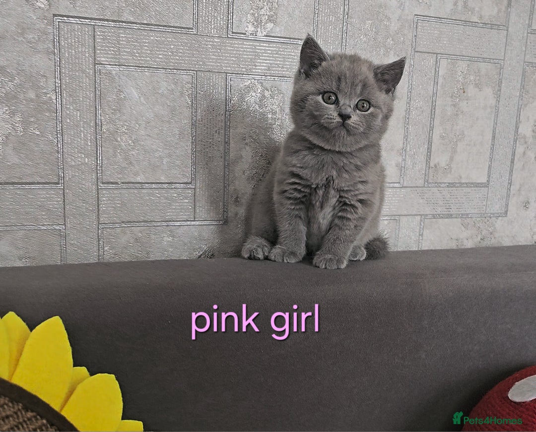 British Shorthair cats for sale: British Shorthair (last girl left) - Image 5