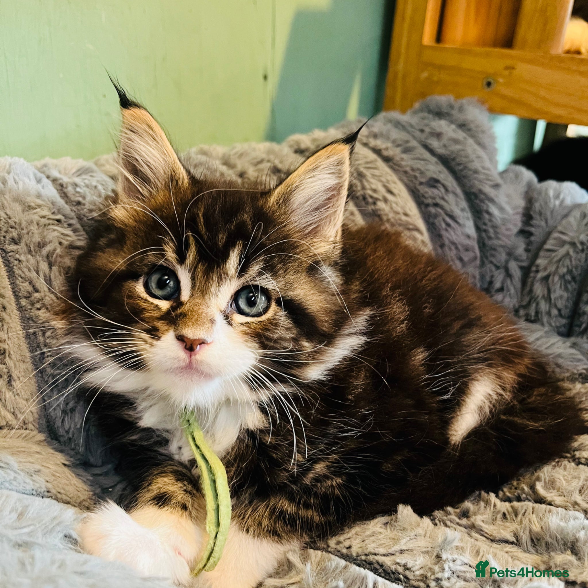Maine Coon cats for sale: Stunning pedigree Maine coon kittens TICA - Advert 1