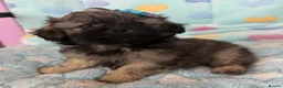 Toy Poodle dogs for sale: Peakpoos - Advert 10