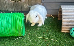Mini Lop rabbits for sale: Male Rabbit  in Boston - Image 2
