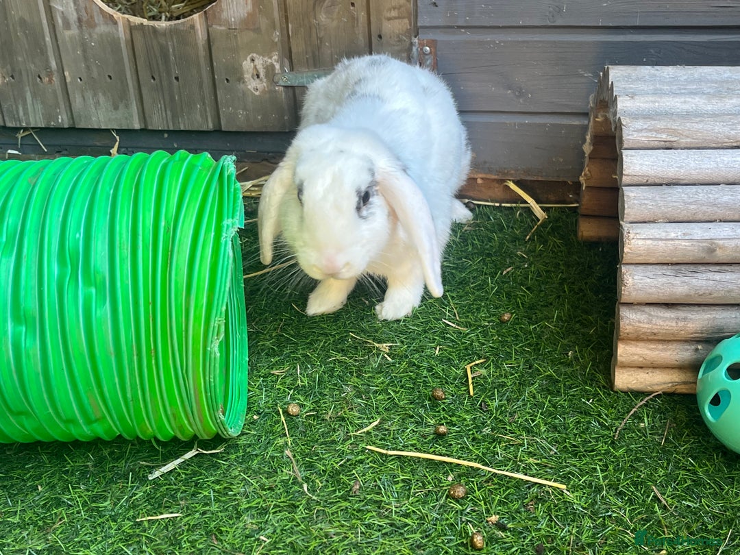 Mini Lop rabbits for sale: Male Rabbit  in Boston - Image 2