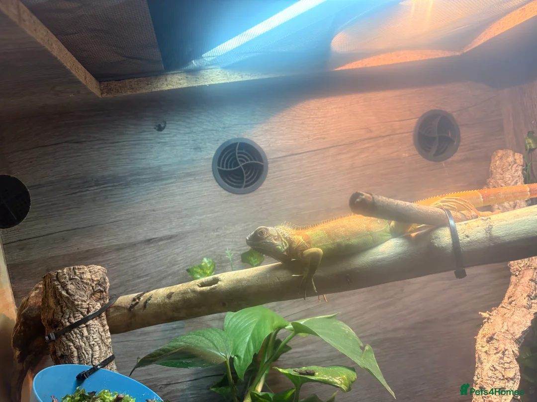 Iguana reptiles for sale: Iguana 6months old - Advert 2