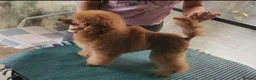 Maltipoo dogs for sale: DNA health tested maltipoo puppies  - Advert 10