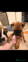 Boxer dogs - Advert 4