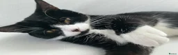 Domestic Shorthair cats for sale: Tuxedo boy cat  - Advert 2