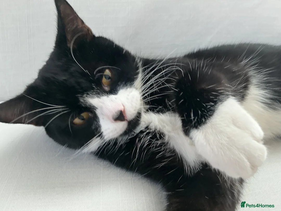 Domestic Shorthair cats for sale: Tuxedo boy cat  - Advert 2