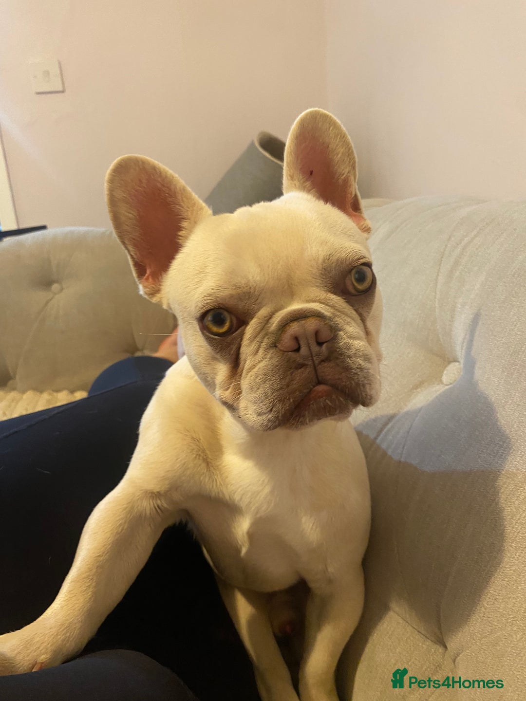 French Bulldog dogs for sale: Franko the French bulldog  - Image 1