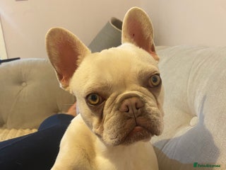 French Bulldog dogs for sale - Advert 1