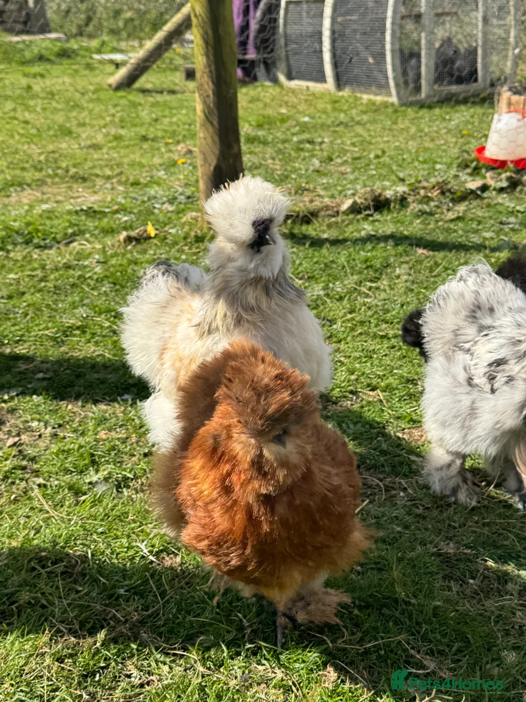 Chickens poultry for sale: Trio of unrelated silkies  in Penzance - Advert 6