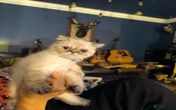 Persian cats for sale: Persian cross exotic  - Image 6