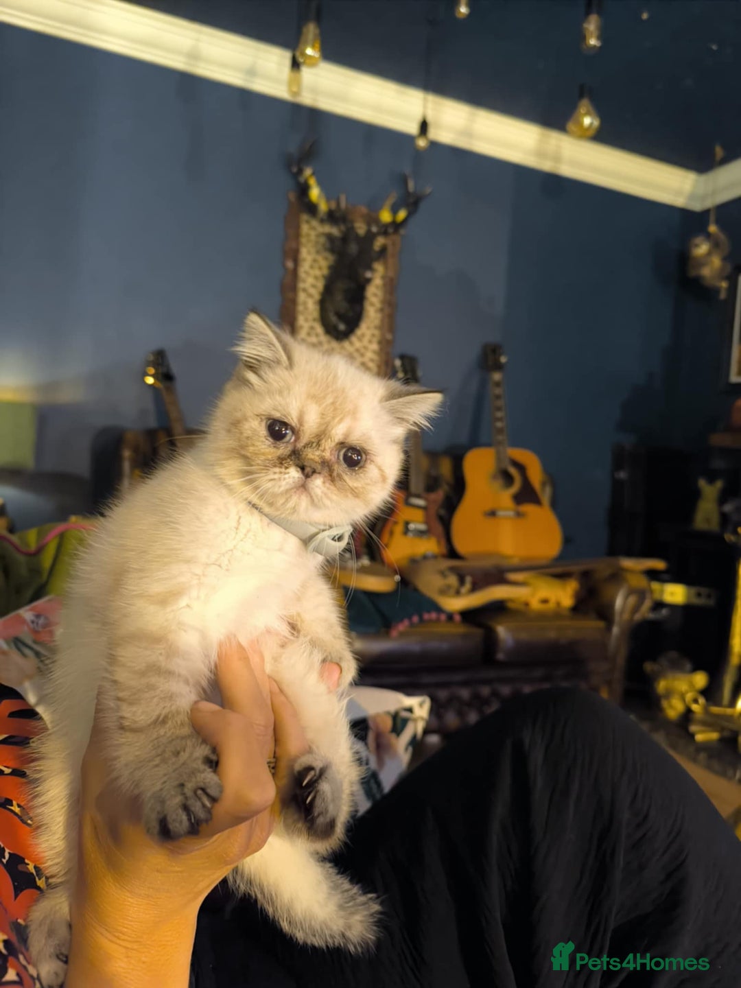 Persian cats for sale: Persian cross exotic  - Image 6