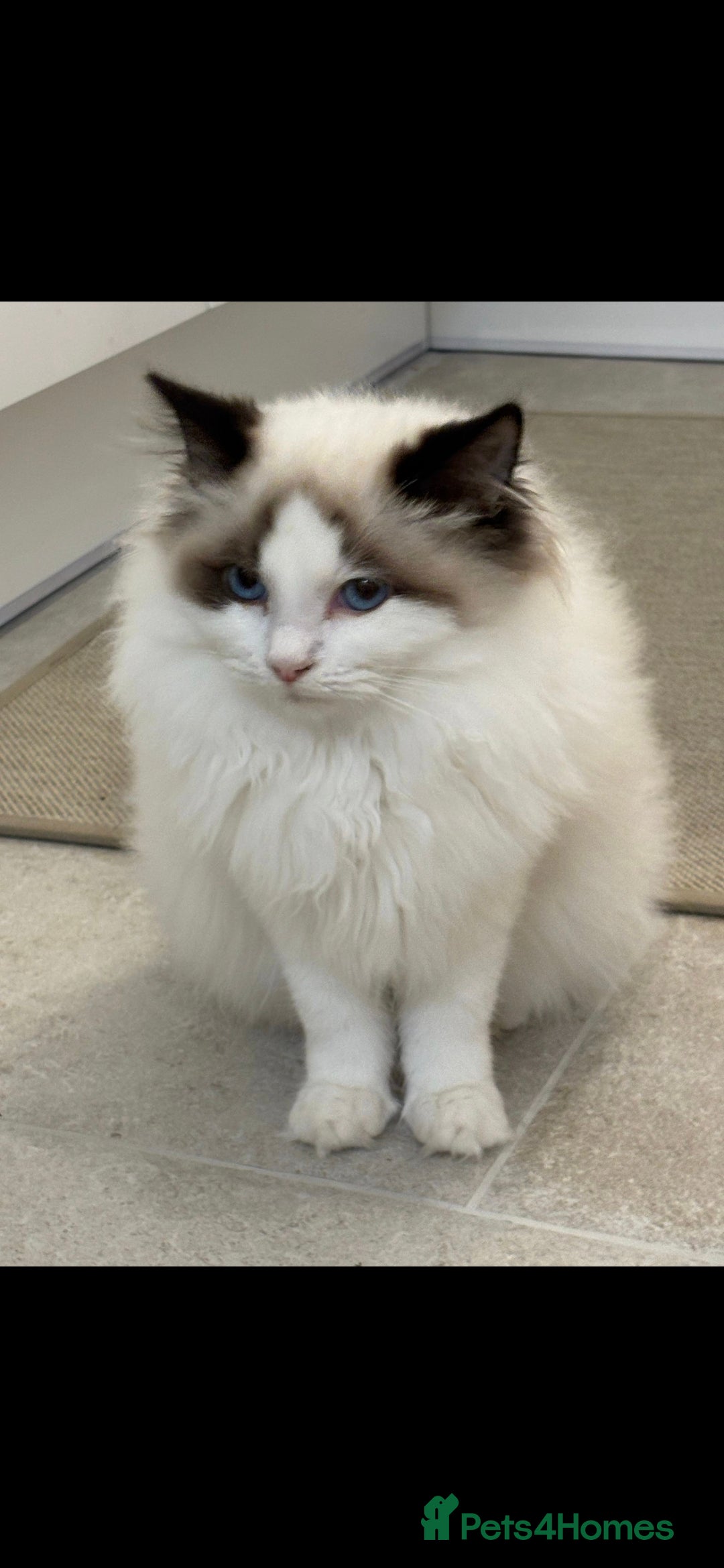 Ragdoll cats for sale: TICA REGISTERED RAGDOLL'S CHAMPION LINES. - Image 9