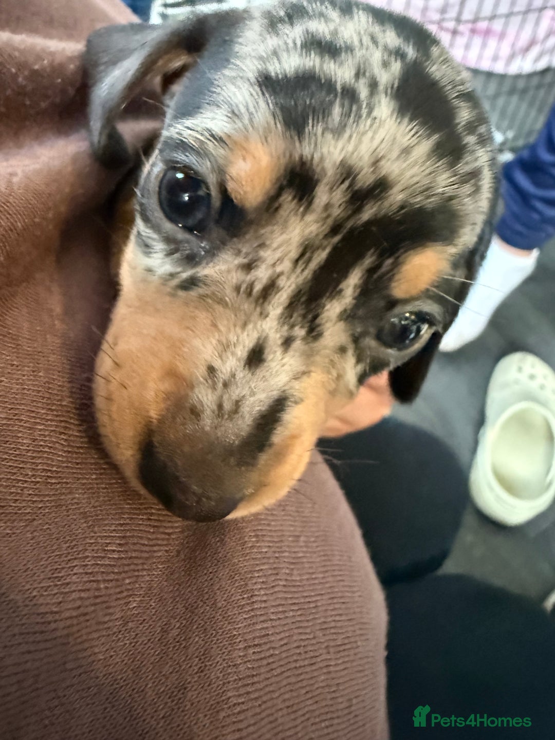 Miniature Dachshund dogs for sale: Miniature Dachshunds Dapple - Image 17