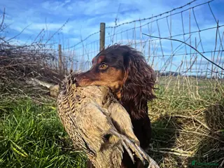 Cocker Spaniel dogs Fully health tested liver and tan cockers - Advert 1