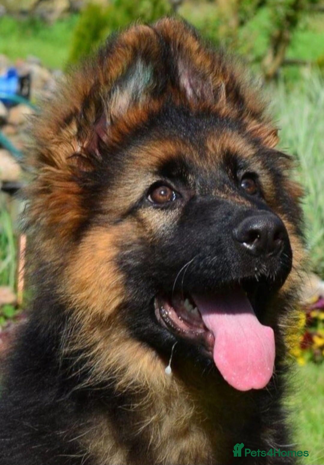 German Shepherd dogs for sale: One female left -QUALITY GSD PUPS LONG HAIR - Advert 4