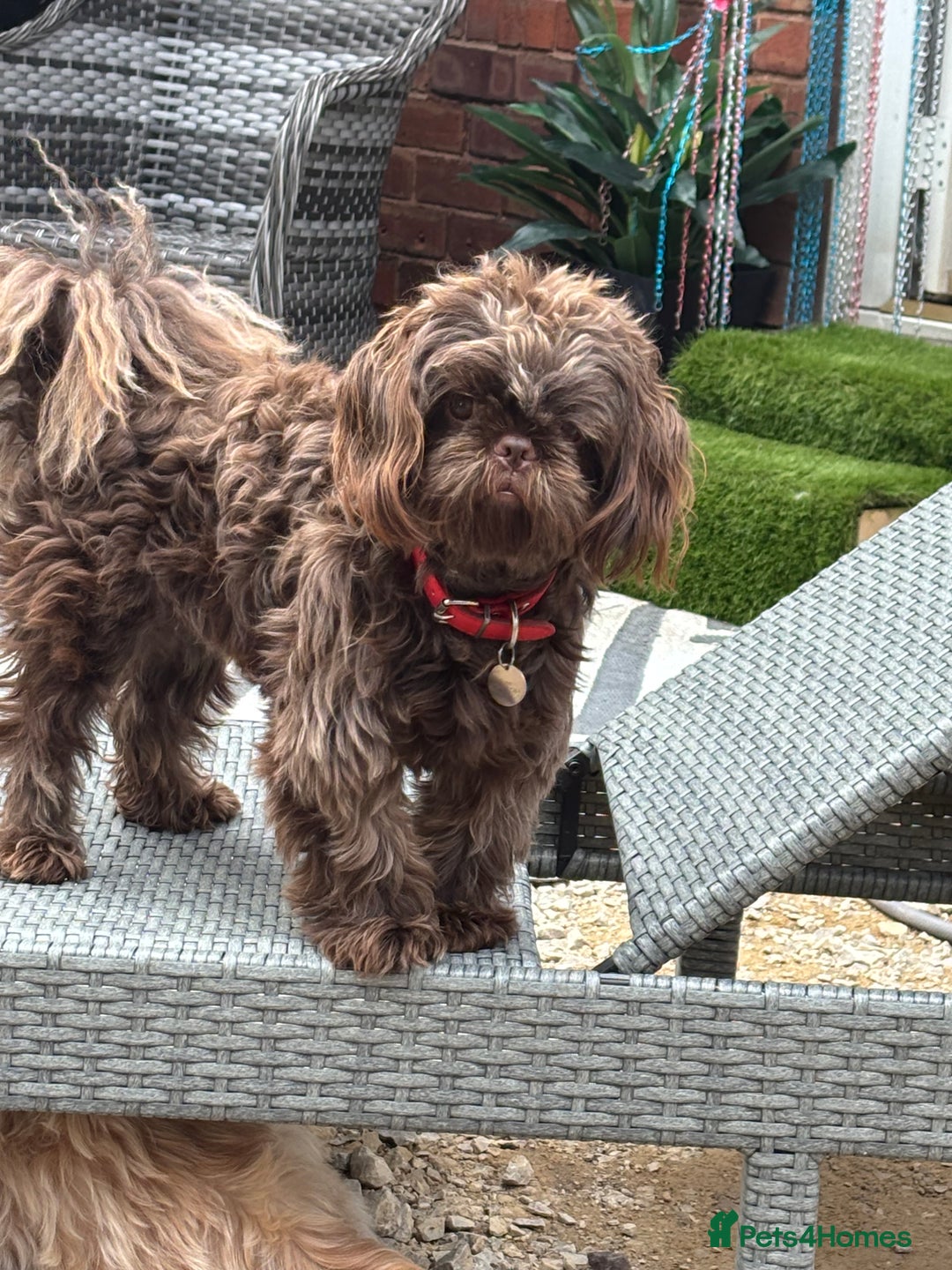 Shih Tzu dogs for sale: Imperial shih tzu puppies - Image 4