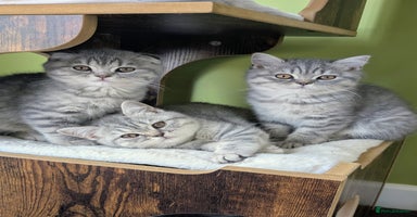 Scottish Fold cats - Advert 3