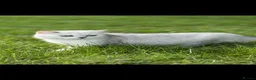 British Shorthair cats for sale: British Shorthair Chinchilla Kitten - Advert 4