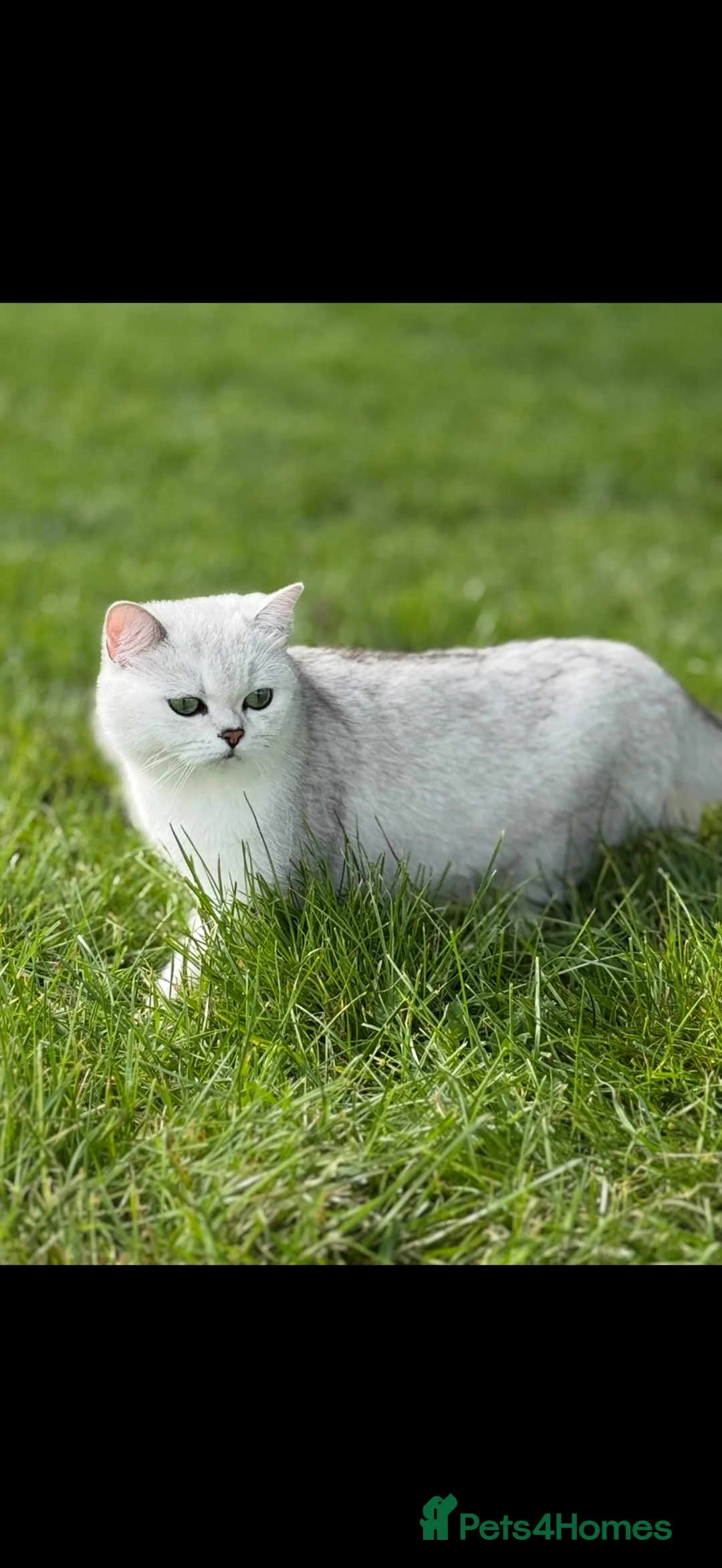 British Shorthair cats for sale: British Shorthair Chinchilla Kitten - Advert 4