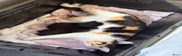 Domestic Shorthair cats for sale: Domestic shorthair kittens - 1 male and 1 female  in Calne - Advert 5