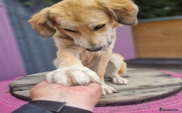 Mixed Breed dogs for adoption: Meet Fred  - Image 6