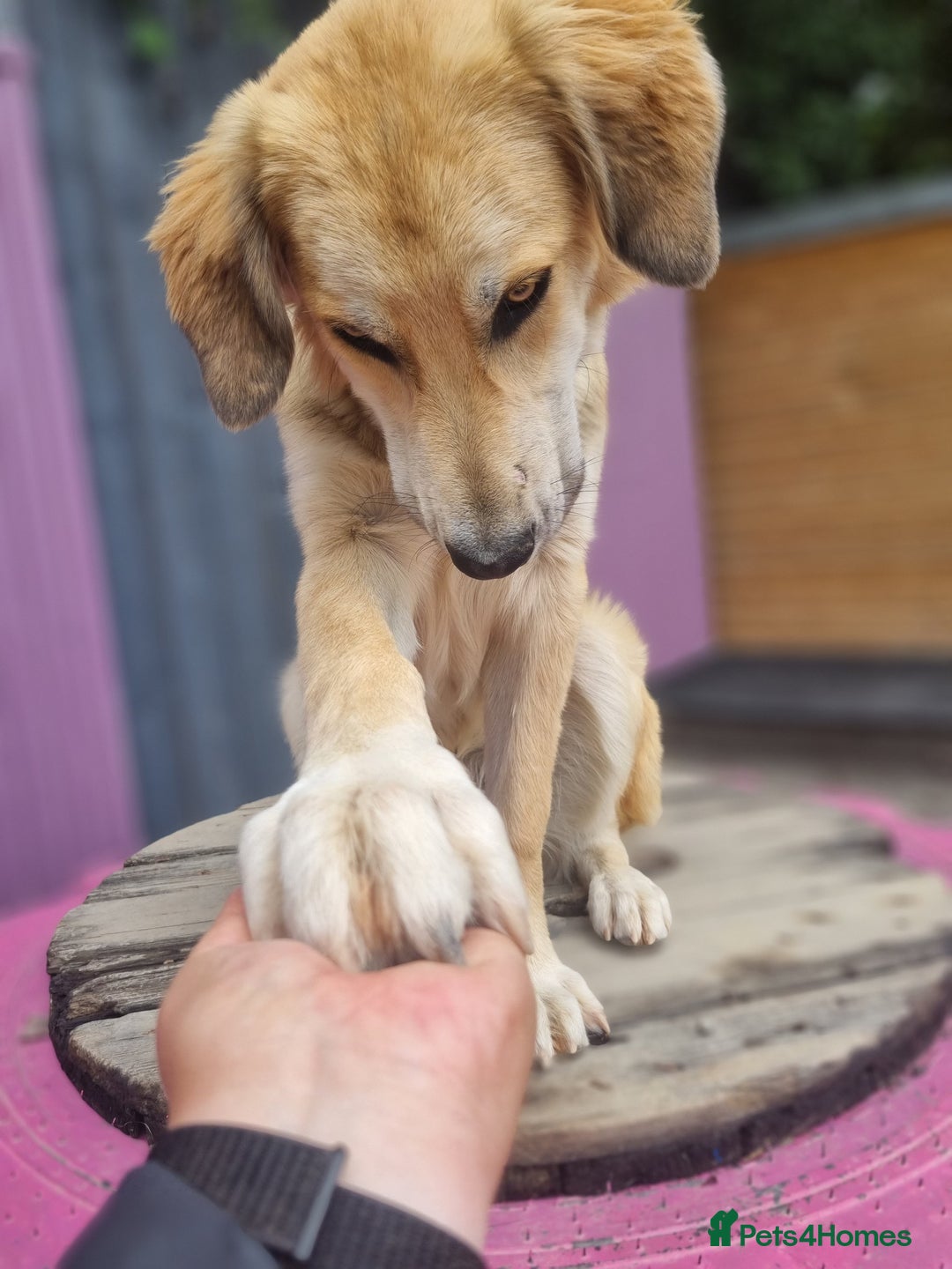 Mixed Breed dogs for adoption: Meet Fred  - Image 6