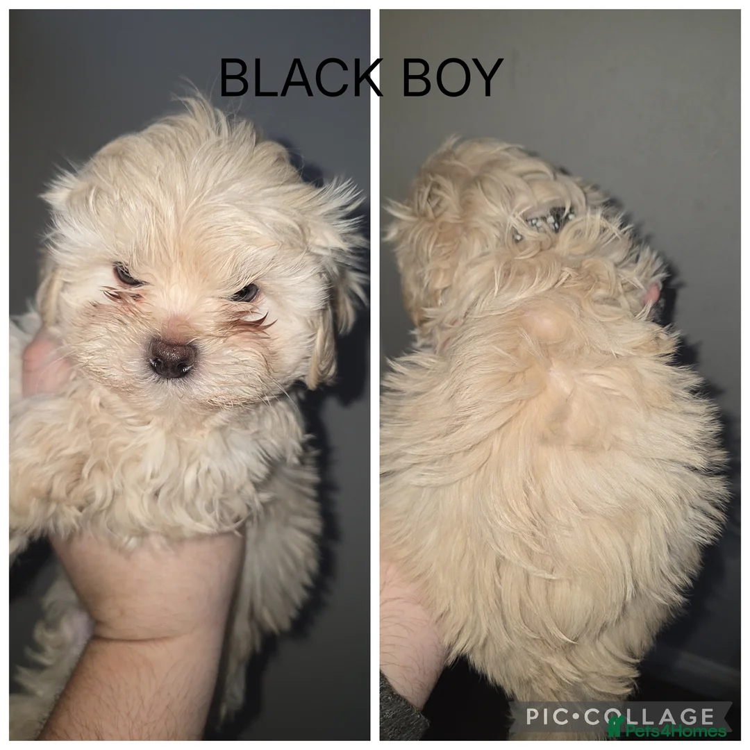 Shorkie dogs for sale: Beautiful shorkie puppies - Advert 2