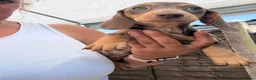 Dachshund dogs for sale: Absolutely gorgeous litter of 5 dachshund puppies - Advert 12
