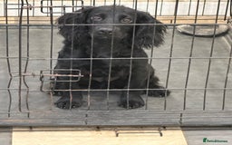 Cocker Spaniel dogs for sale: Stunning cocker spaniel puppy  - Image 1