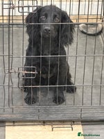 Cocker Spaniel dogs - Advert 8