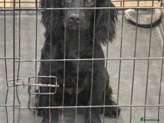 Cocker Spaniel dogs - Advert 25